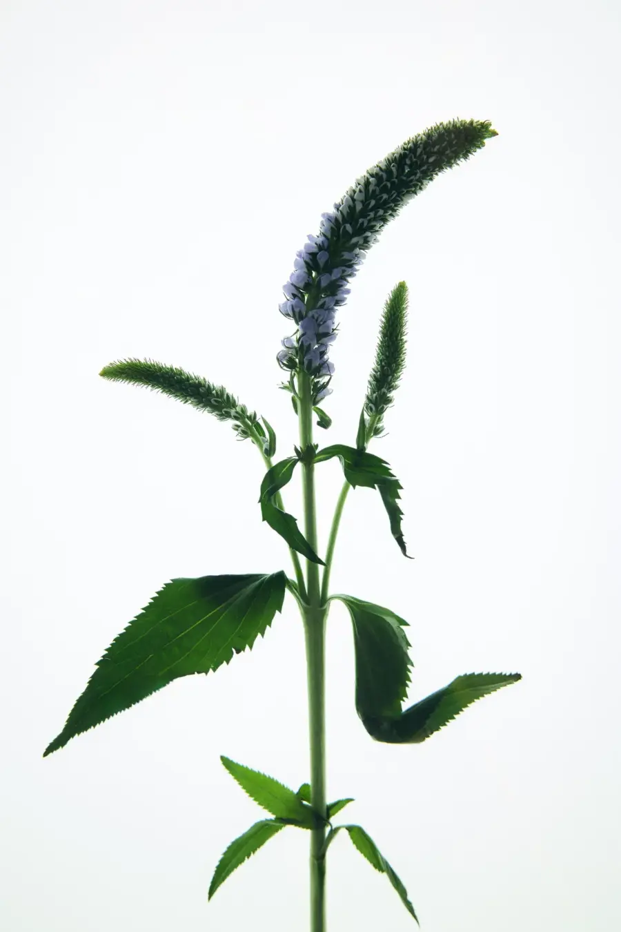 product-20120840999-e20.webp