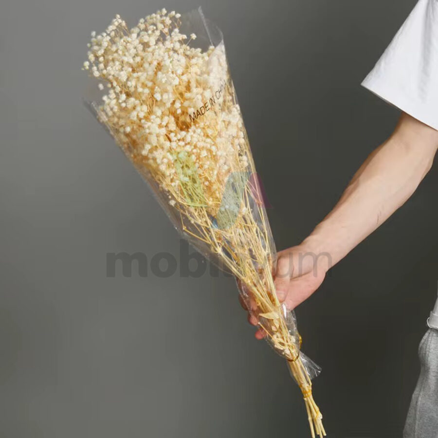 ضمة جبسوفيليا طبيعي محنط